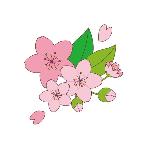 桜の花（季節・行事/その他一般・装飾）のイラスト