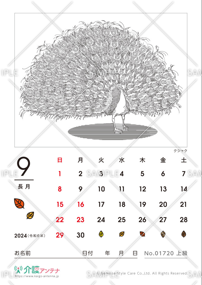 2024年9月の塗り絵カレンダー「クジャク（鳥・動物）」 - No.01720(高齢者向けカレンダー作りの介護レク素材)