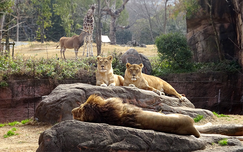 「アフリカサバンナゾーン」では人気のライオンやキリンを一緒に見ることができる。