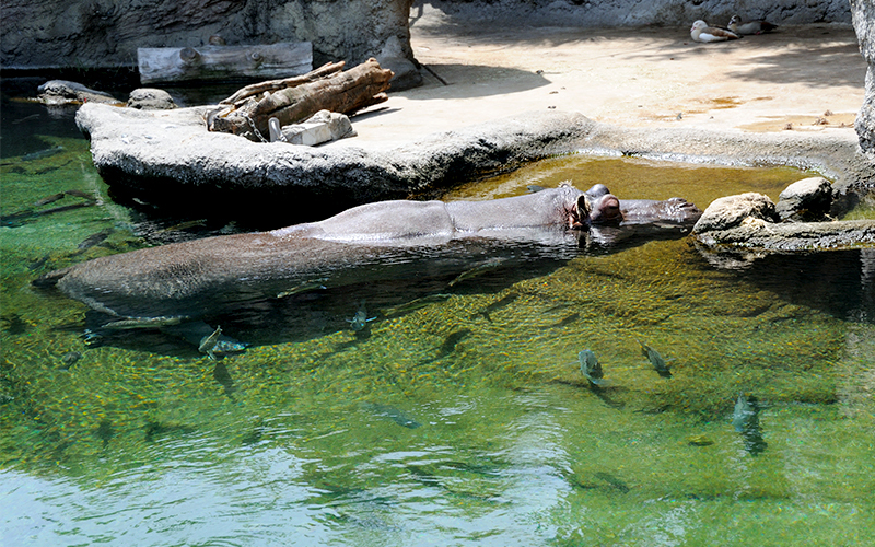カバのプールはろ過装置があるため水の透明度が高く、水中にいる様子も観賞できる。