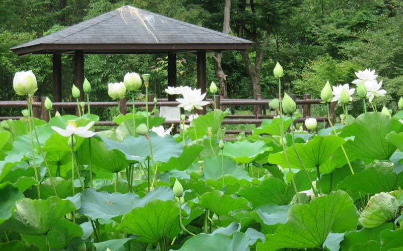 池で咲く真っ白なハスは朝露の残る時間帯も美しい。写真提供：京都府立植物園									