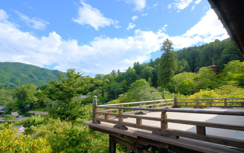 初夏から夏季の期間には、青々とした景観を本堂から一望できる。提供：総本山 長谷寺									
