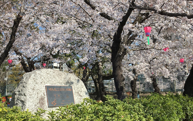 満開時にはおよそ40万人が花見に訪れる750本の桜は、鶴舞公園の見どころの一つ。写真提供：名古屋市緑化センター