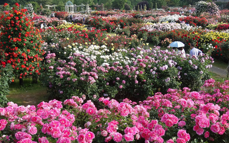 1,600品種、1万株のバラが植栽されている関東最大級のバラ園。（写真は5月下旬の様子）