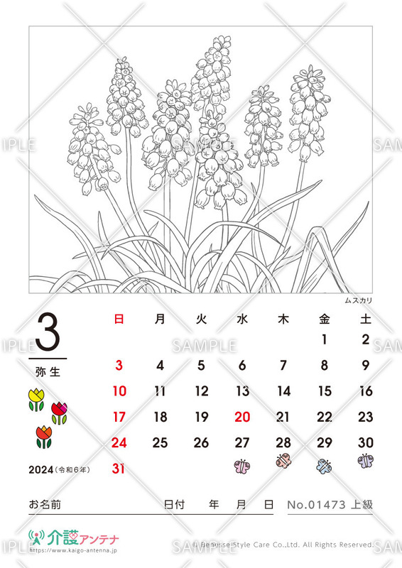2024年3月の塗り絵カレンダー「ムスカリ（花・植物）」 - No.01473