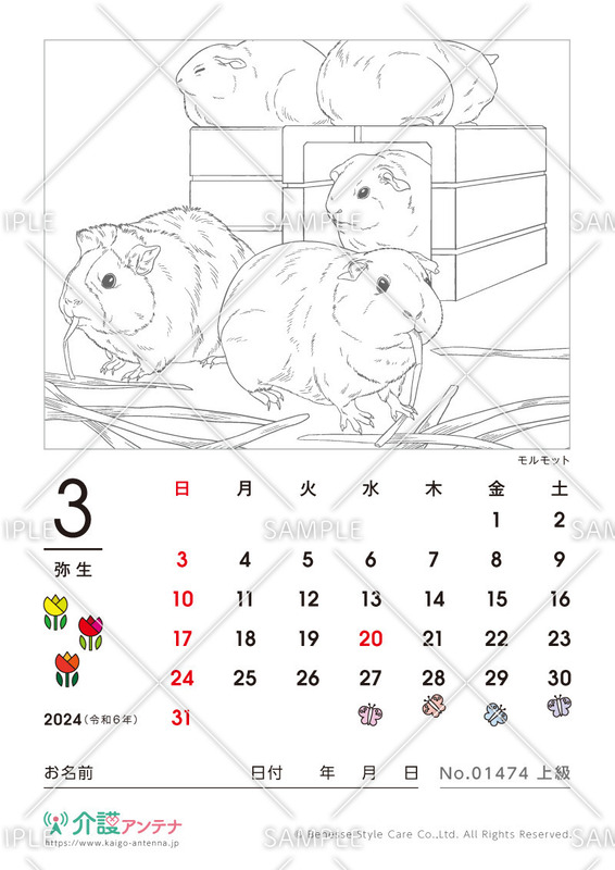 2024年3月の塗り絵カレンダー「モルモット（動物）」 - No.01474