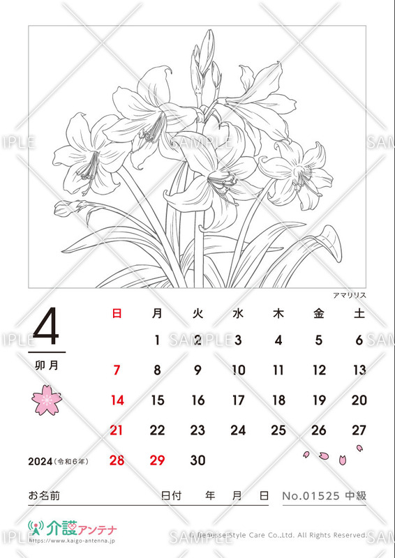 2024年4月の塗り絵カレンダー「アマリリス（花・植物）」 - No.01525