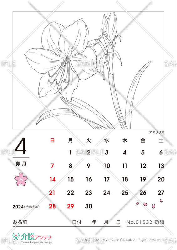 2024年4月の塗り絵カレンダー「アマリリス（花・植物）」 - No.01532