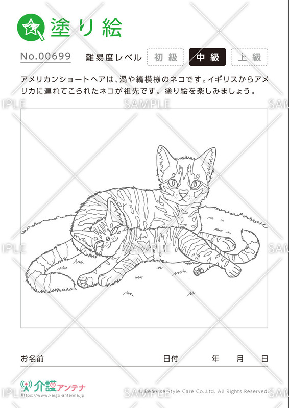 塗り絵「アメリカンショートヘア（猫）」 - No.00699