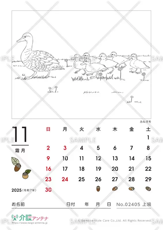 2025年11月の塗り絵カレンダー「カルガモ（鳥・動物）」 - No.02405