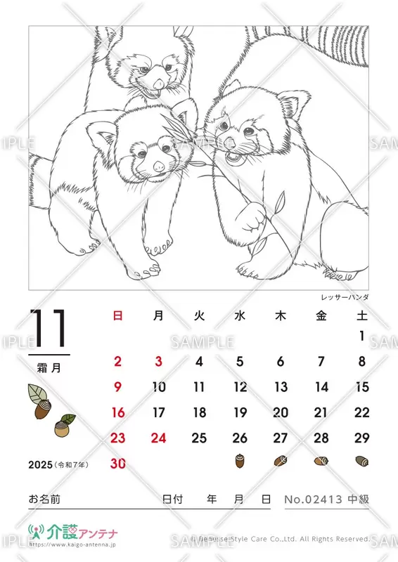 2025年11月の塗り絵カレンダー「レッサーパンダ（動物）」 - No.02413