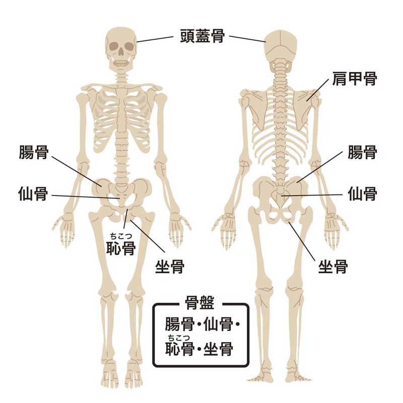 介護技術 移動 移乗の際の基本的な考え方と介助のコツ 介護アンテナ 介護技術 移動 移乗の際の基本的な考え方と介助のコツ 介護アンテナ