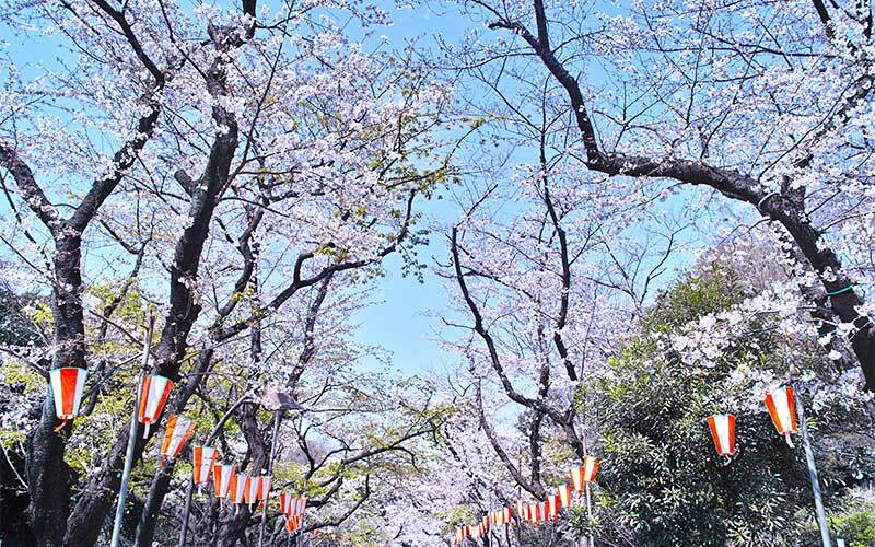 車椅子で行ける東京都内のお花見・桜の名所スポット5選【2021年版】