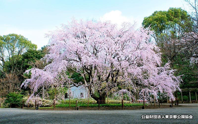 車椅子で行ける東京都内のお花見・桜の名所スポット5選【2021年版】