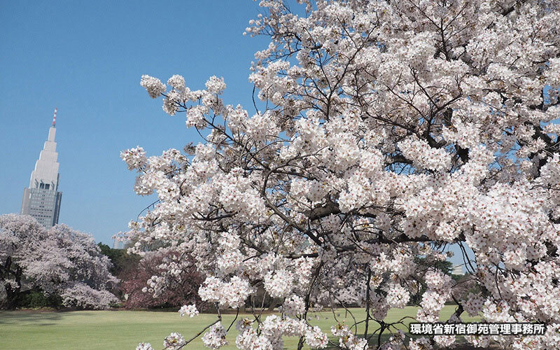 車椅子で行ける東京都内のお花見・桜の名所スポット5選【2021年版】
