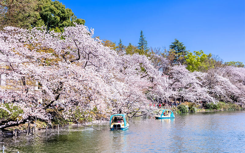 車椅子で行ける東京都内のお花見・桜の名所スポット5選【2021年版】
