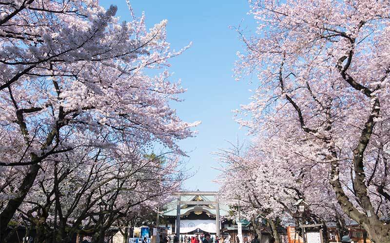 車椅子で行ける東京都内のお花見・桜の名所スポット5選【2021年版】