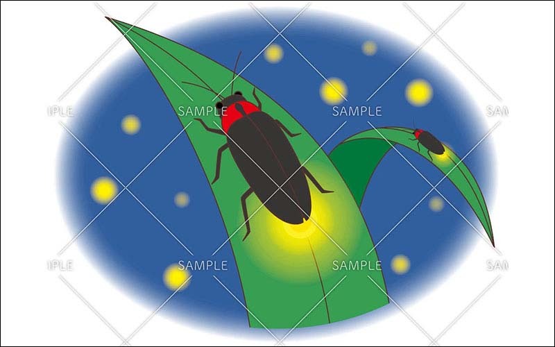 夜に光るホタルのイラスト