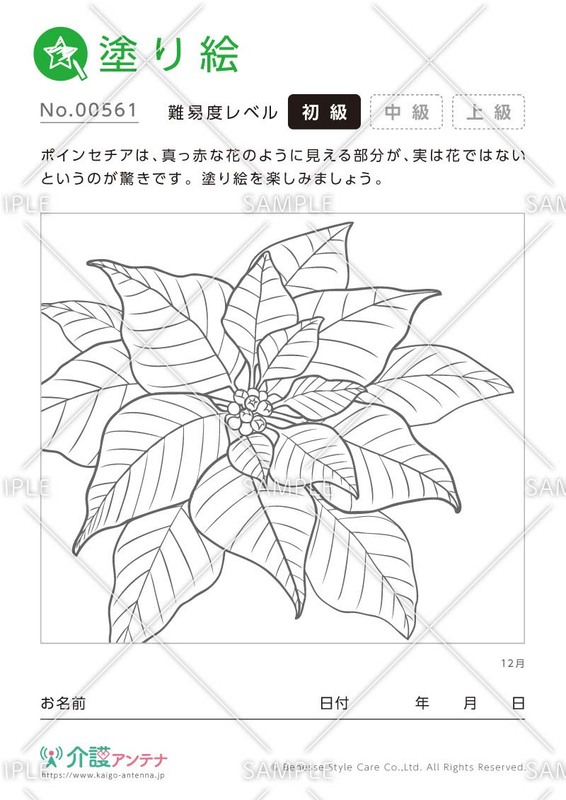 塗り絵「12月の花 ポインセチア」 - No.00561