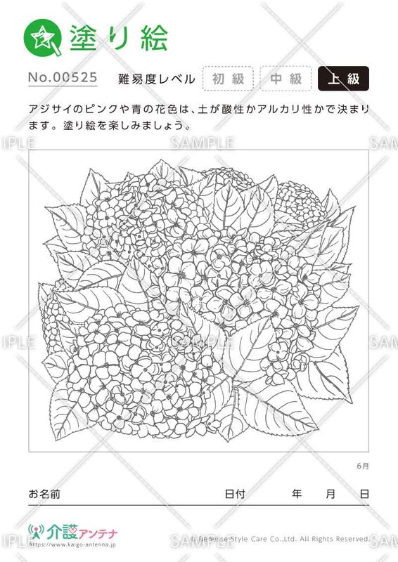 塗り絵「6月の花 アジサイ（紫陽花）」