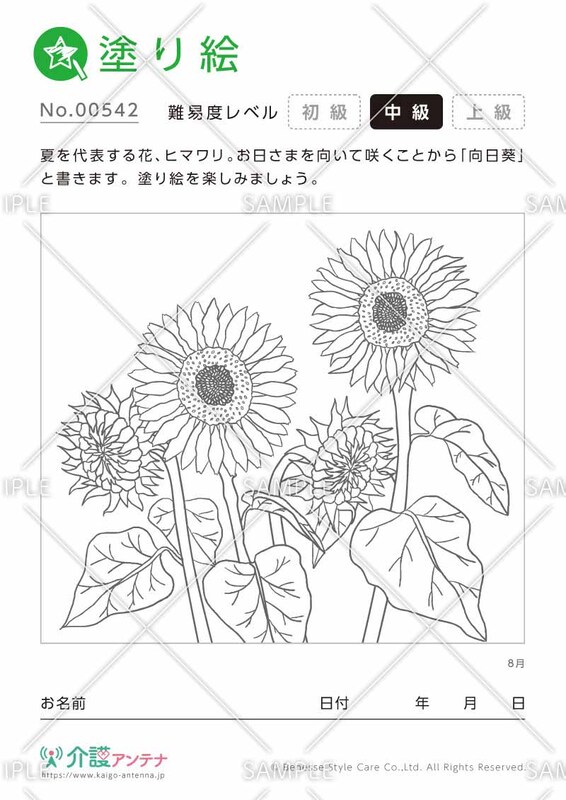 塗り絵「8月の花 ヒマワリ（向日葵）」