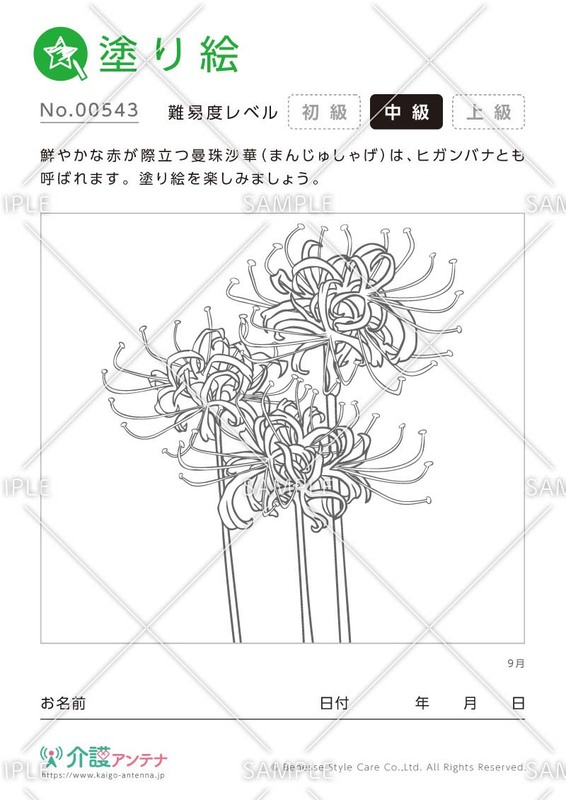 塗り絵「9月の花 曼殊沙華（ヒガンバナ）」