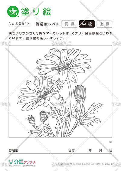 塗り絵「1月の花 マーガレット」 - No.00547