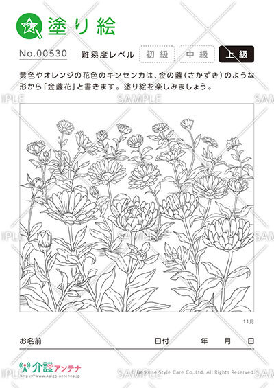 塗り絵「11月の花 キンセンカ」 - No.00530
