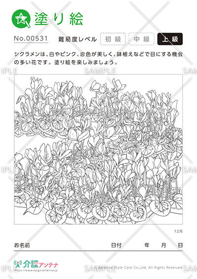 塗り絵「12月の花 シクラメン」 - No.00531