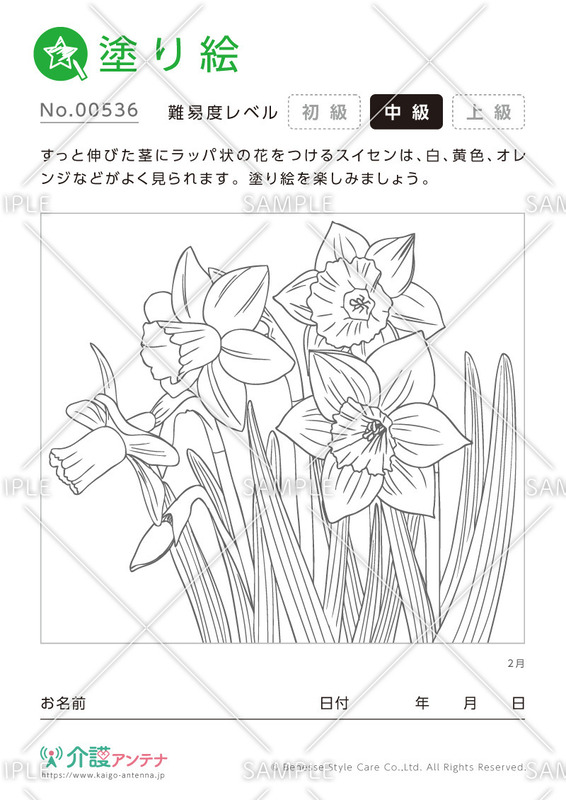 塗り絵「2月の花 スイセン」 - No.00536