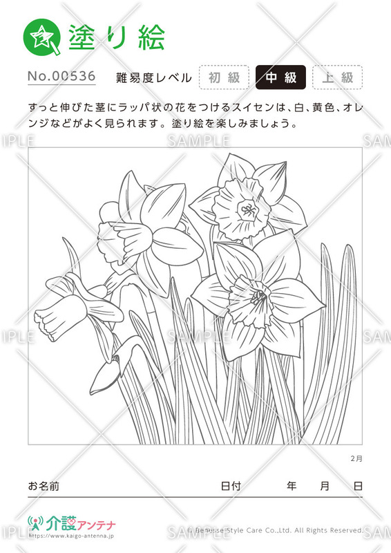 塗り絵「2月の花 スイセン」 - No.00536