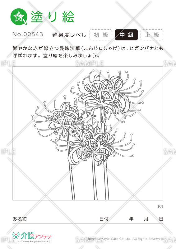 塗り絵「9月の花 曼殊沙華（ヒガンバナ）」- No.00543