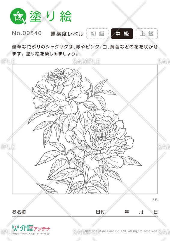 塗り絵「6月の花 シャクヤク」 - No.00540