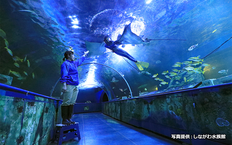 しながわ水族園_トンネル水槽