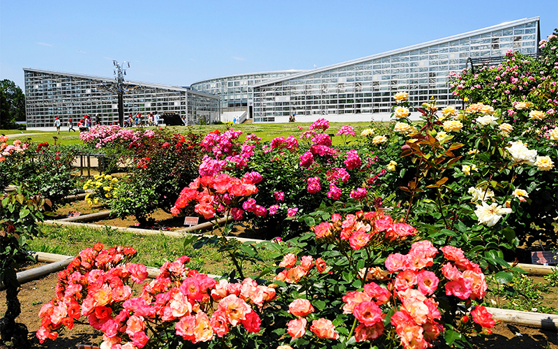 神代植物公園のバラ