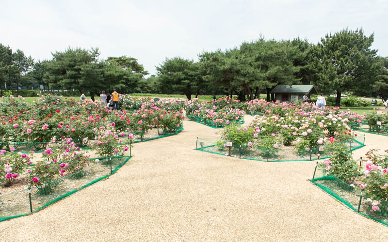 国営ひたち海浜公園のローズガーデン