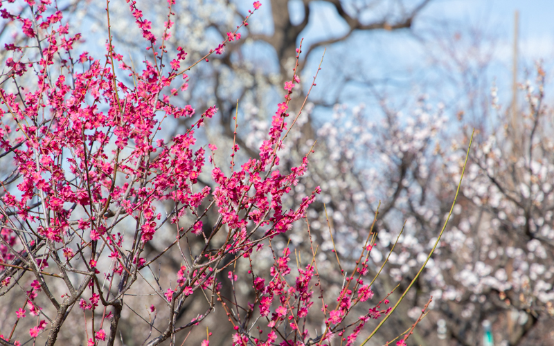 2月の満開時期になると梅林内に梅の花の香りが立ち込める。