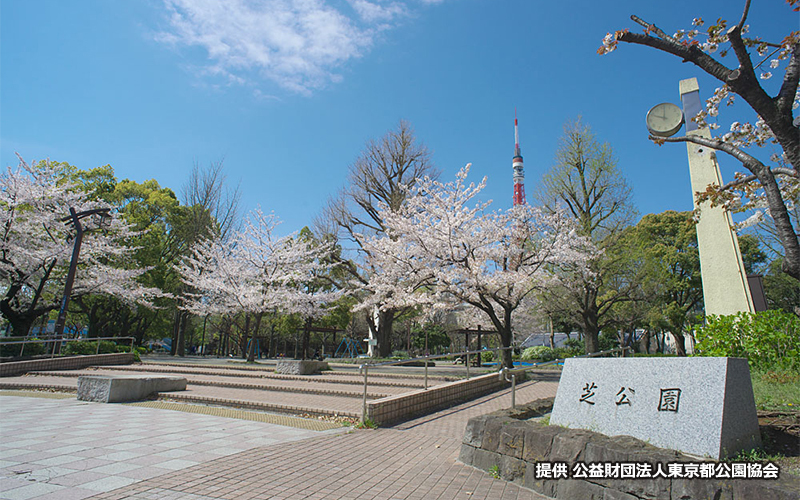 春の芝公園は桜が美しく、空の青さと東京タワーが映える。