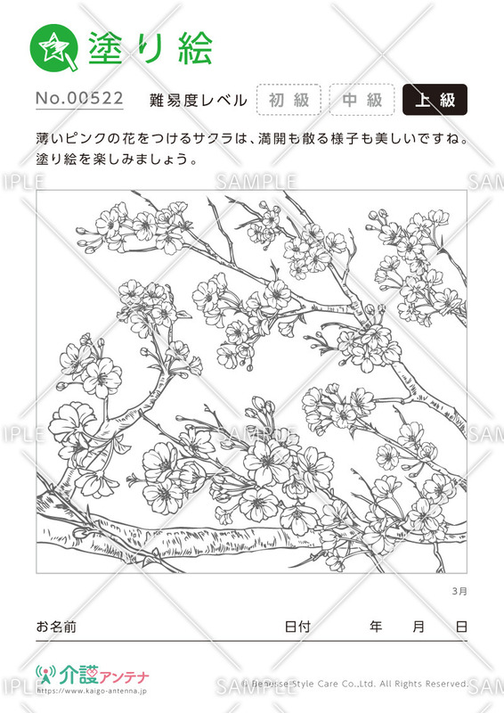 塗り絵「3月の花 サクラ」 - No.00522