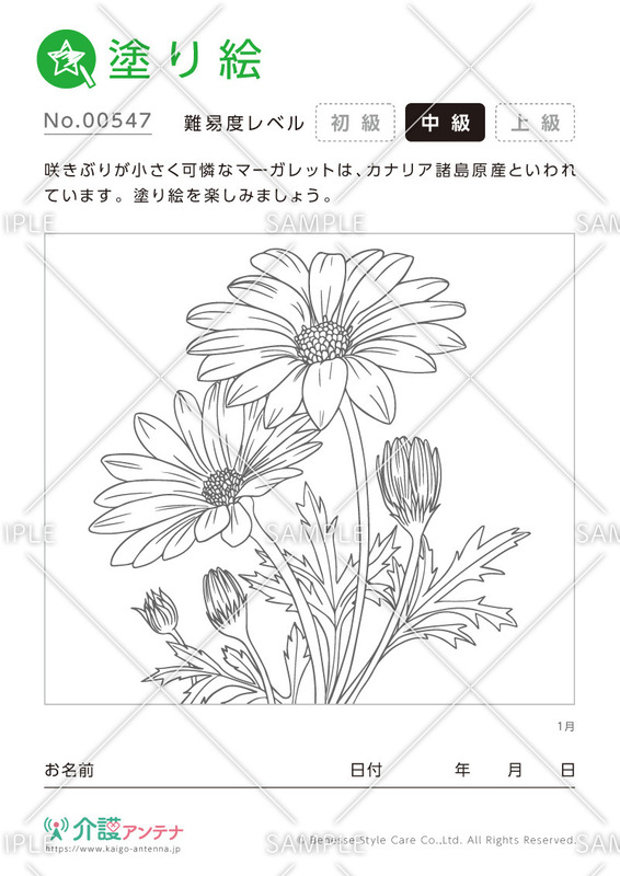 塗り絵「1月の花 マーガレット」 - No.00547