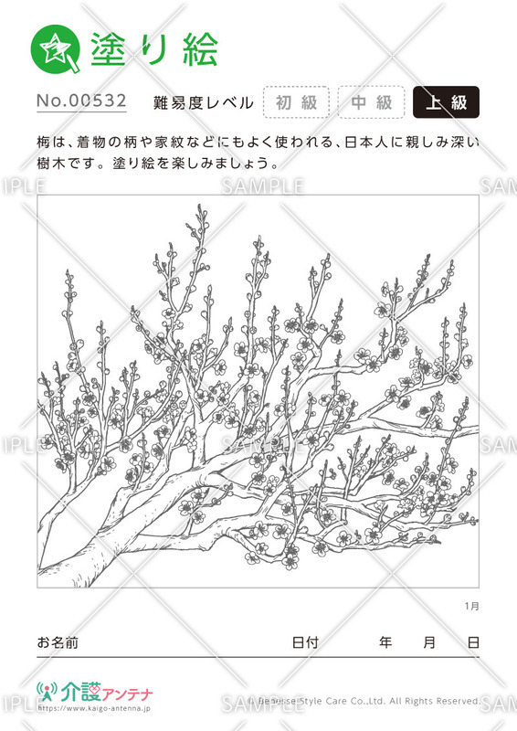 塗り絵「1月の花 梅」 - No.00532