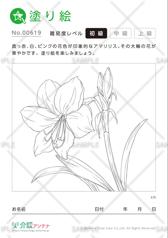 塗り絵「4月の花 アマリリス」- No.00619