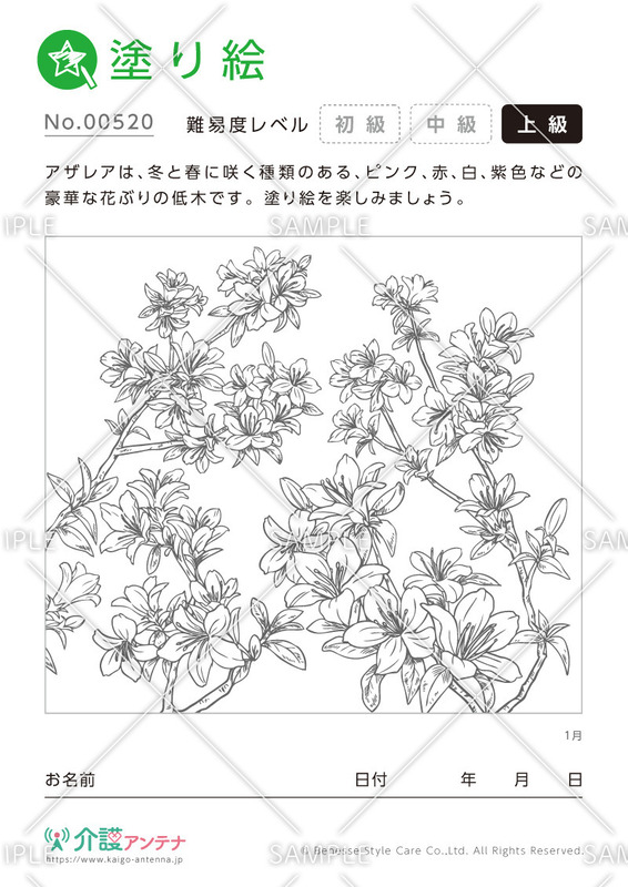 塗り絵「1月の花 アザレア」 - No.00520