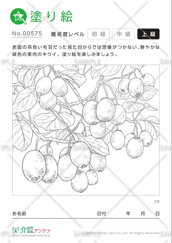 塗り絵「2月の植物 キウイ」- No.00575