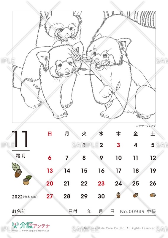 2022年11月の塗り絵カレンダー「レッサーパンダ（動物）」