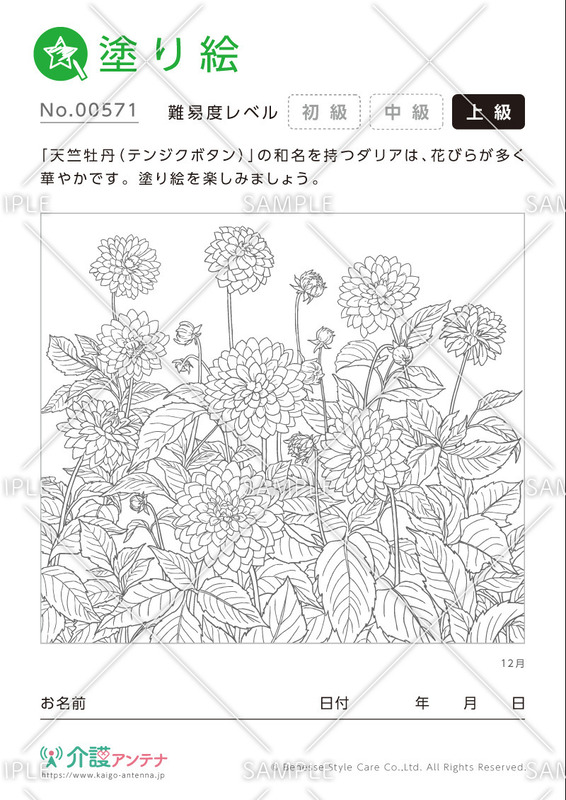塗り絵「12月の花 ダリア」- No.00571