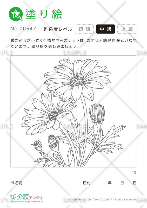 塗り絵「1月の花 マーガレット」- No.00547