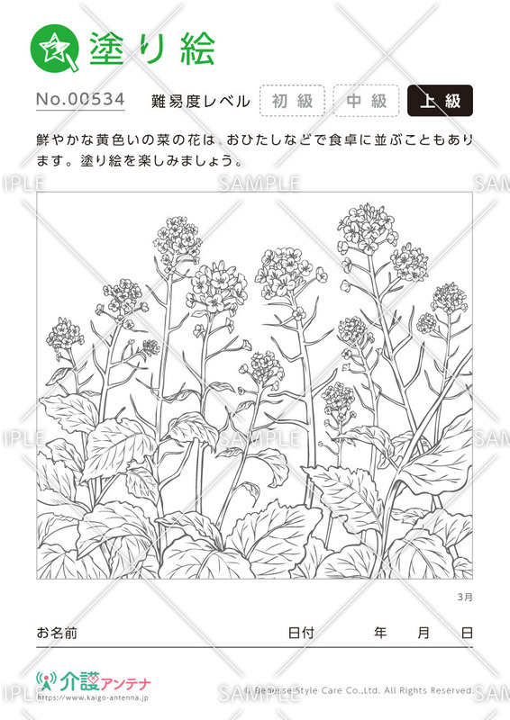 塗り絵「3月の花 菜の花」 - No.00534