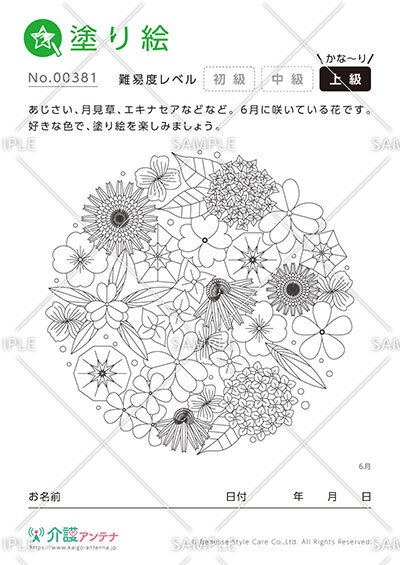 「6月の花」あじさい、月見草、エキナセアなど