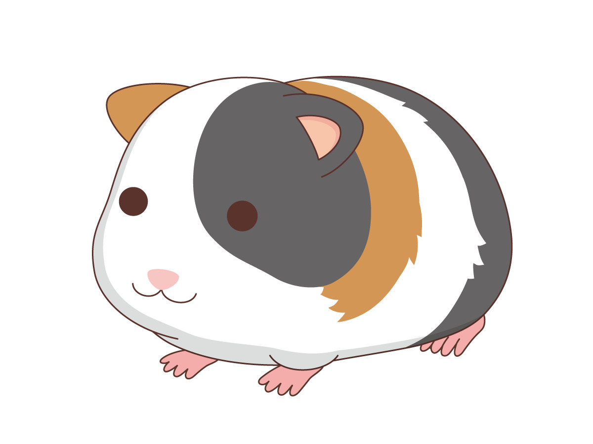 かわいいモルモット 動物 その他一般 装飾 の無料イラスト 介護アンテナ